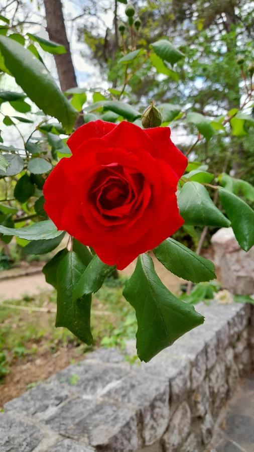 Castell Rose Panzió Prades  Kültér fotó